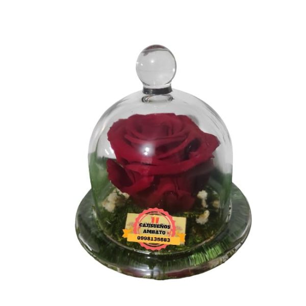 Eterno Rose Campana rosas preservadas
